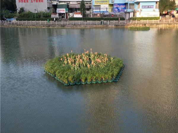大荷花浮島